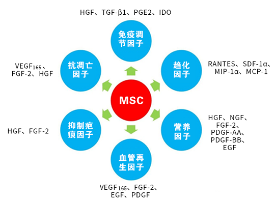 间充质干细胞存储