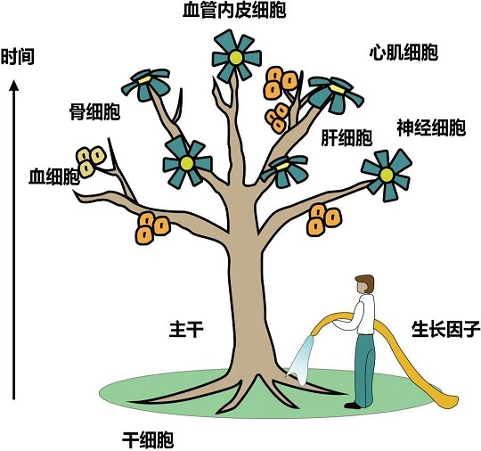 存储干细胞选汉氏联合